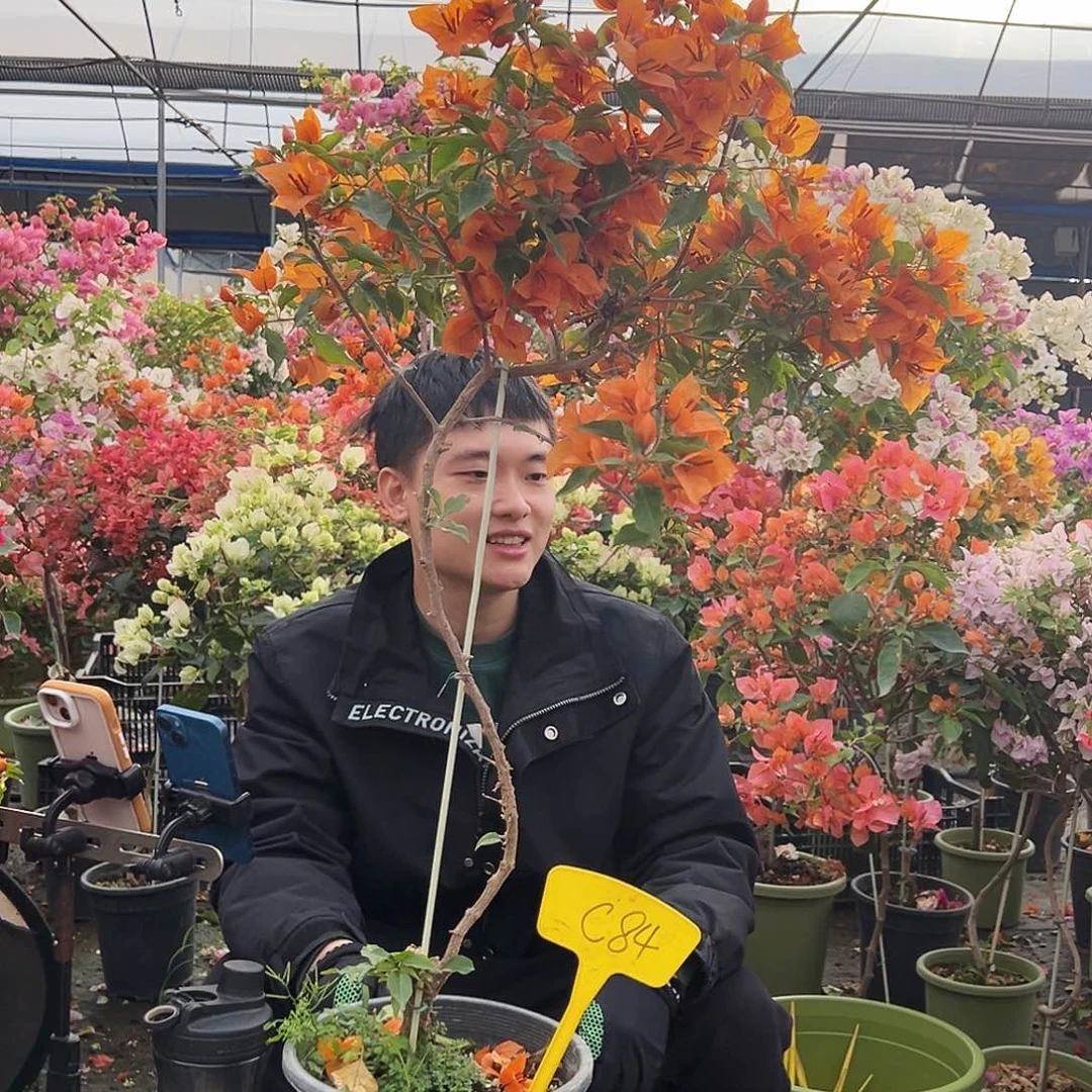 往***️大部分花苞少量开放C84橙桑巴