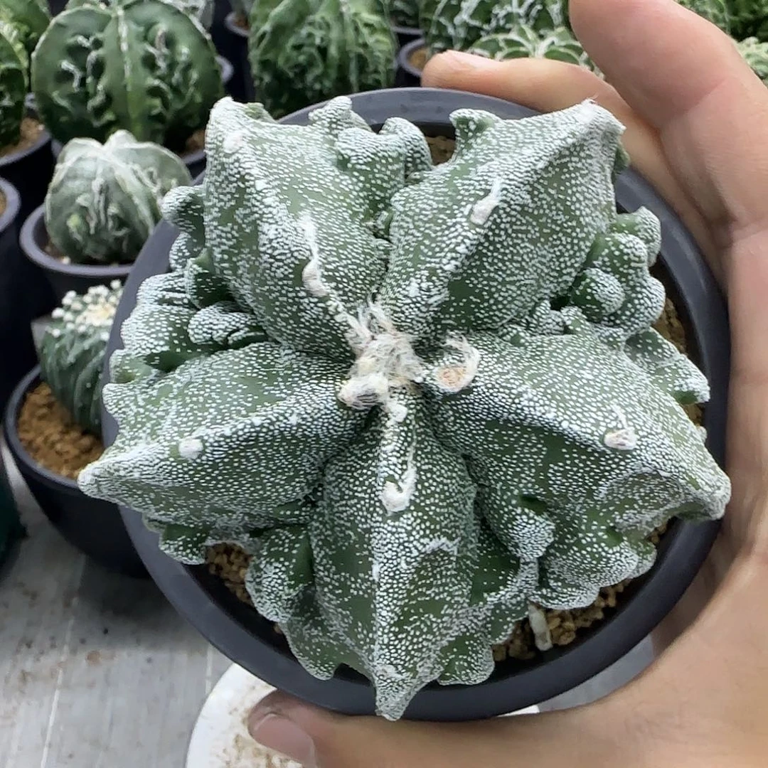 核桃鸾凤玉实生045