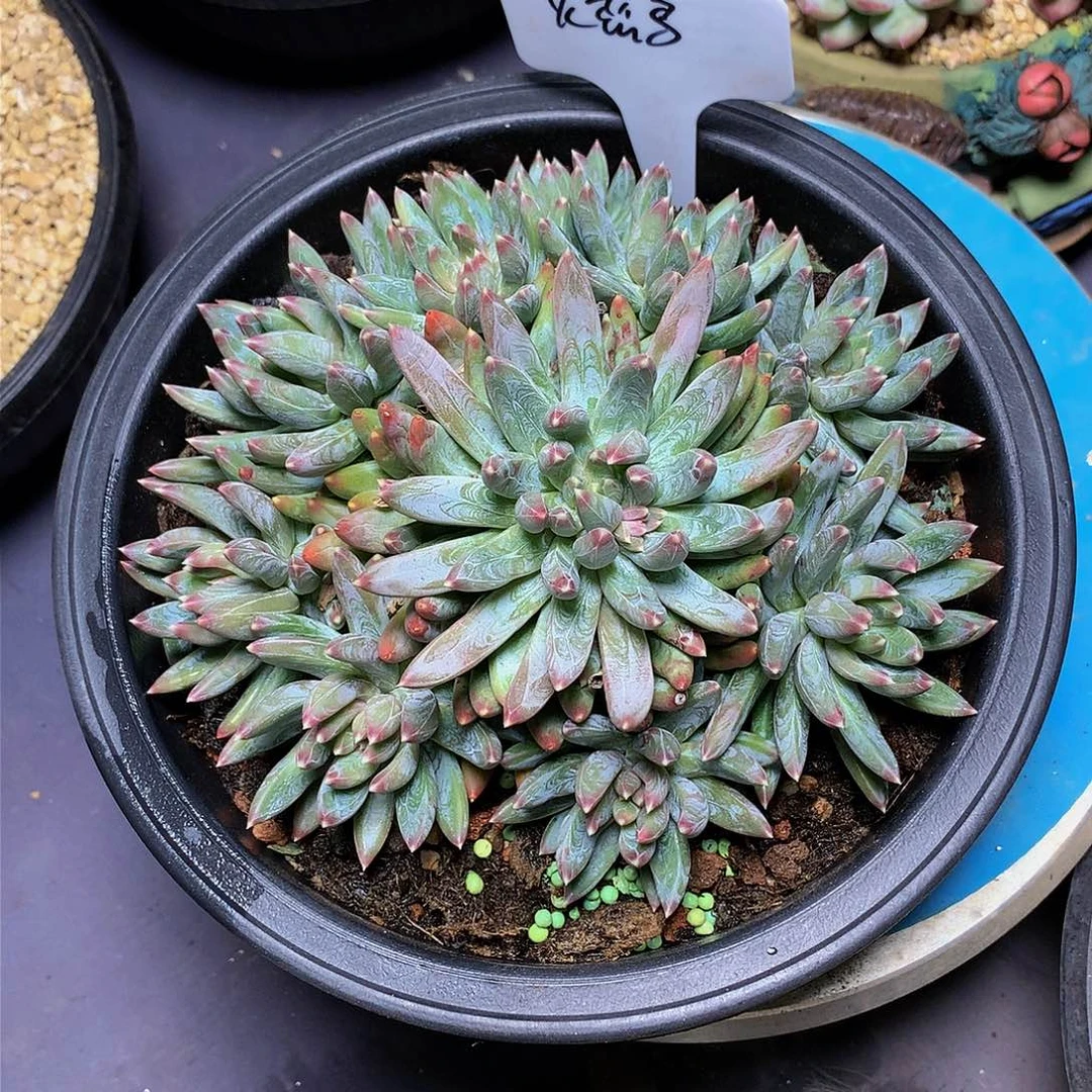 火*鸟哈哈哈哈哈哈哈哈哈