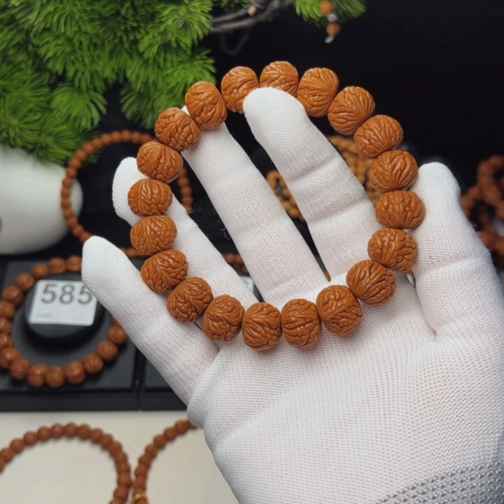 荔枝15尺寸野生籽