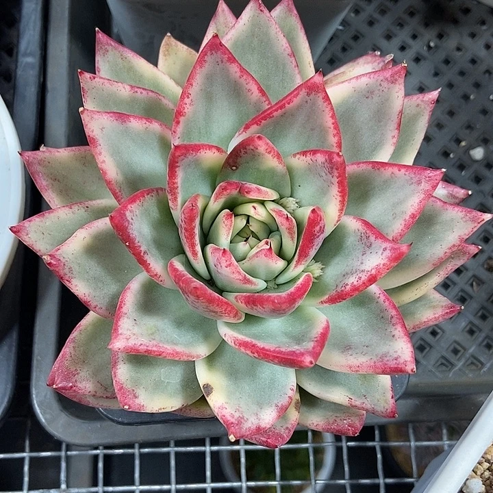 乌木锦多肉植物的