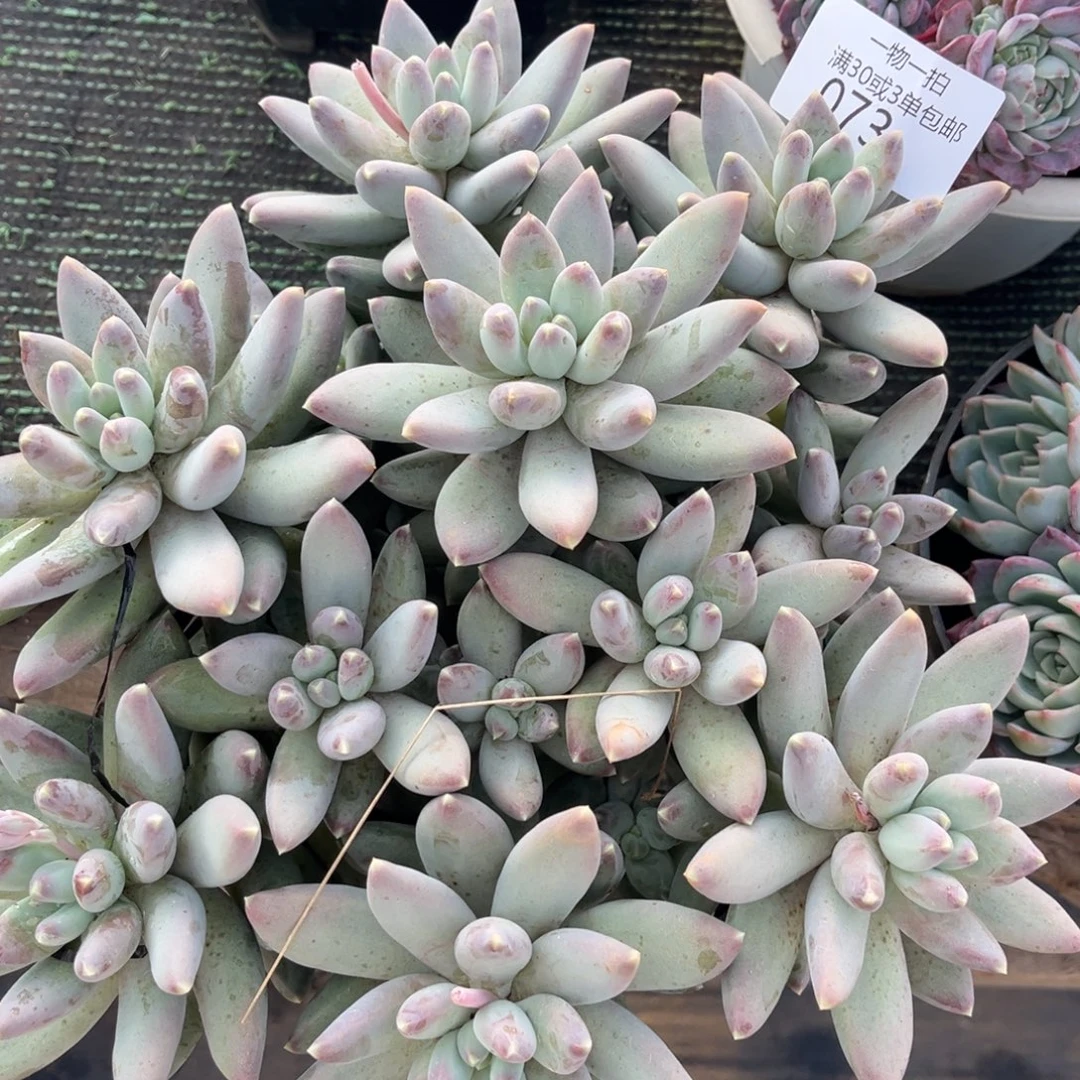 073星空美人群多肉植物～