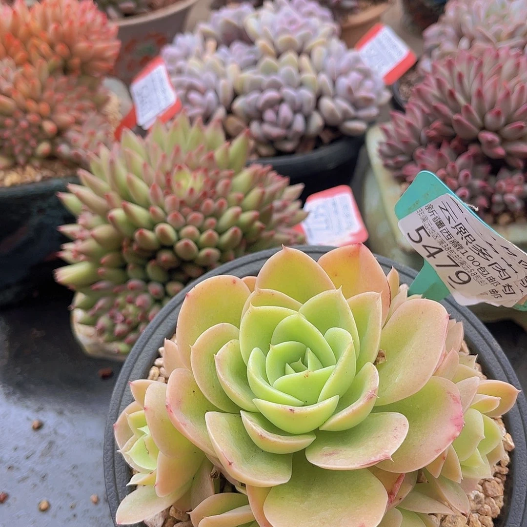 5479星娜塔多肉植物