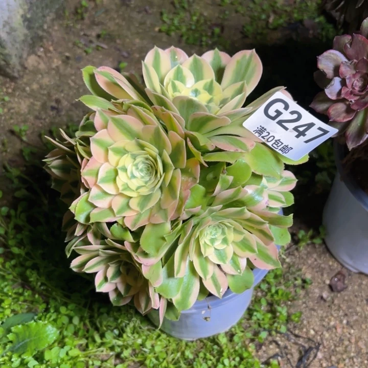 瑞妈多肉园艺247欣尼亚