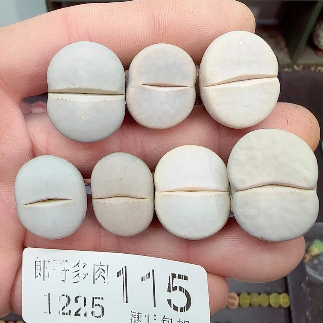 满满18包邮1225-115