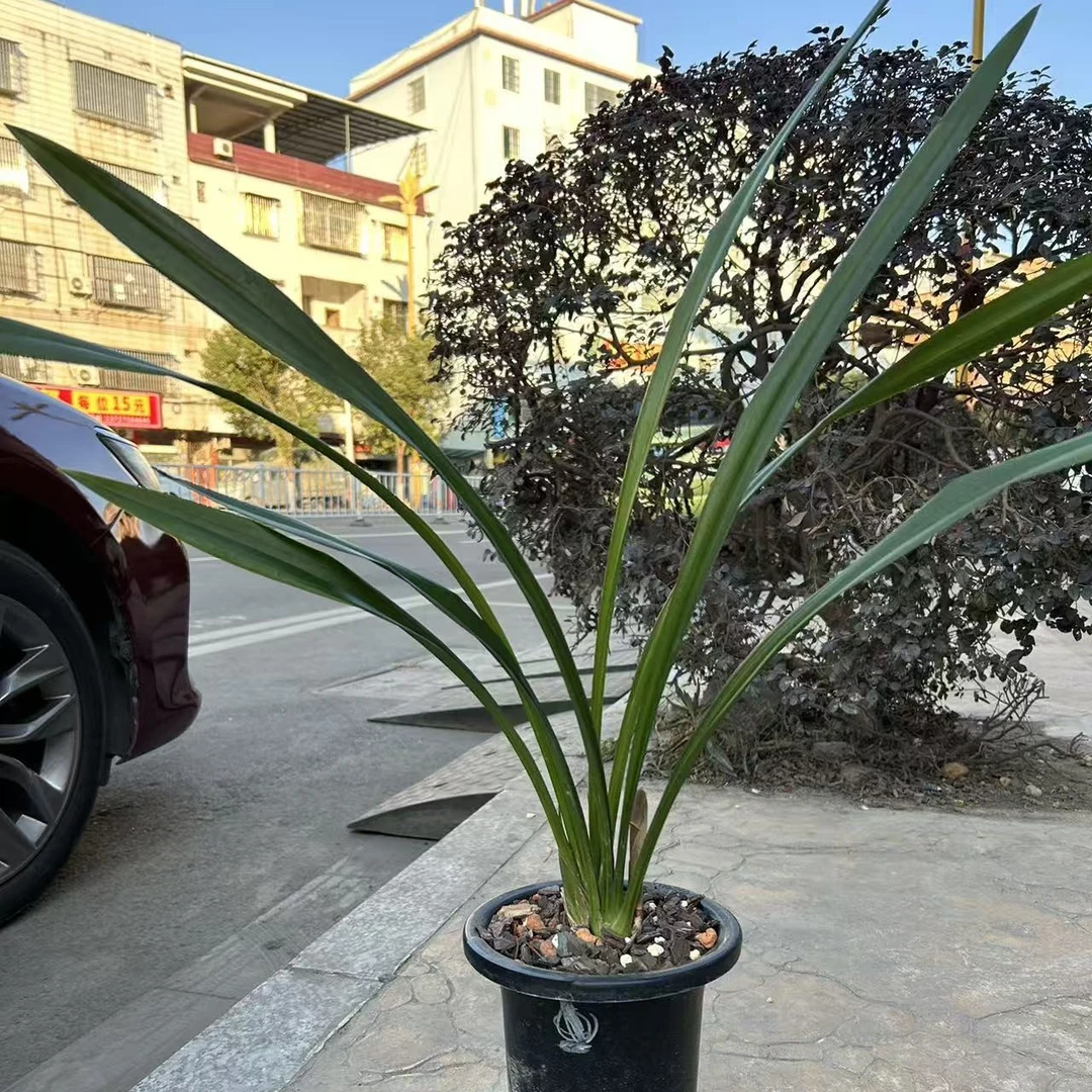 墨兰埃及艳后浓香型带花苞裸根发货