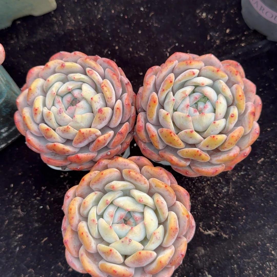 一组三颗，冠幅9公分，可带盆