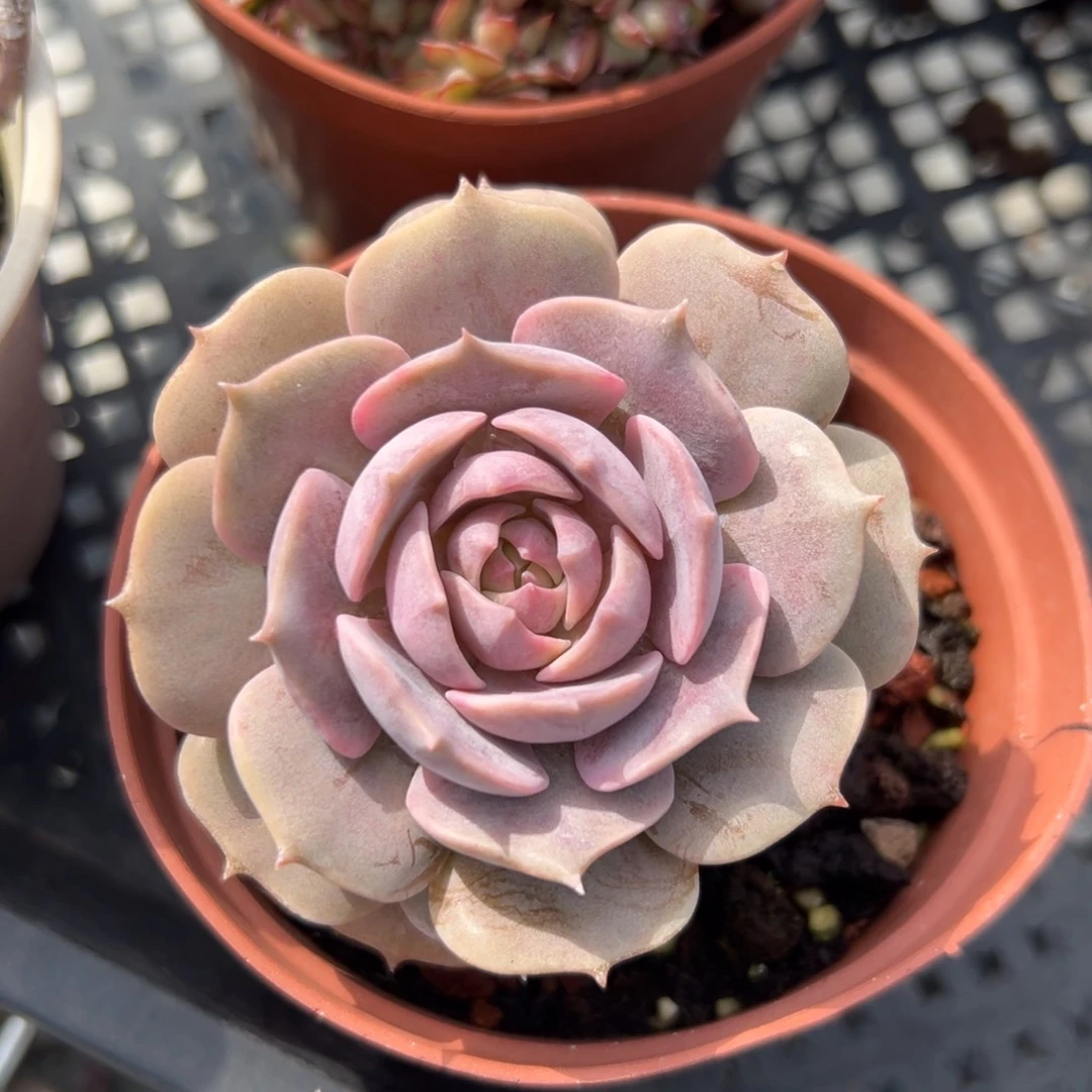 露娜莲（满38包邮）多肉