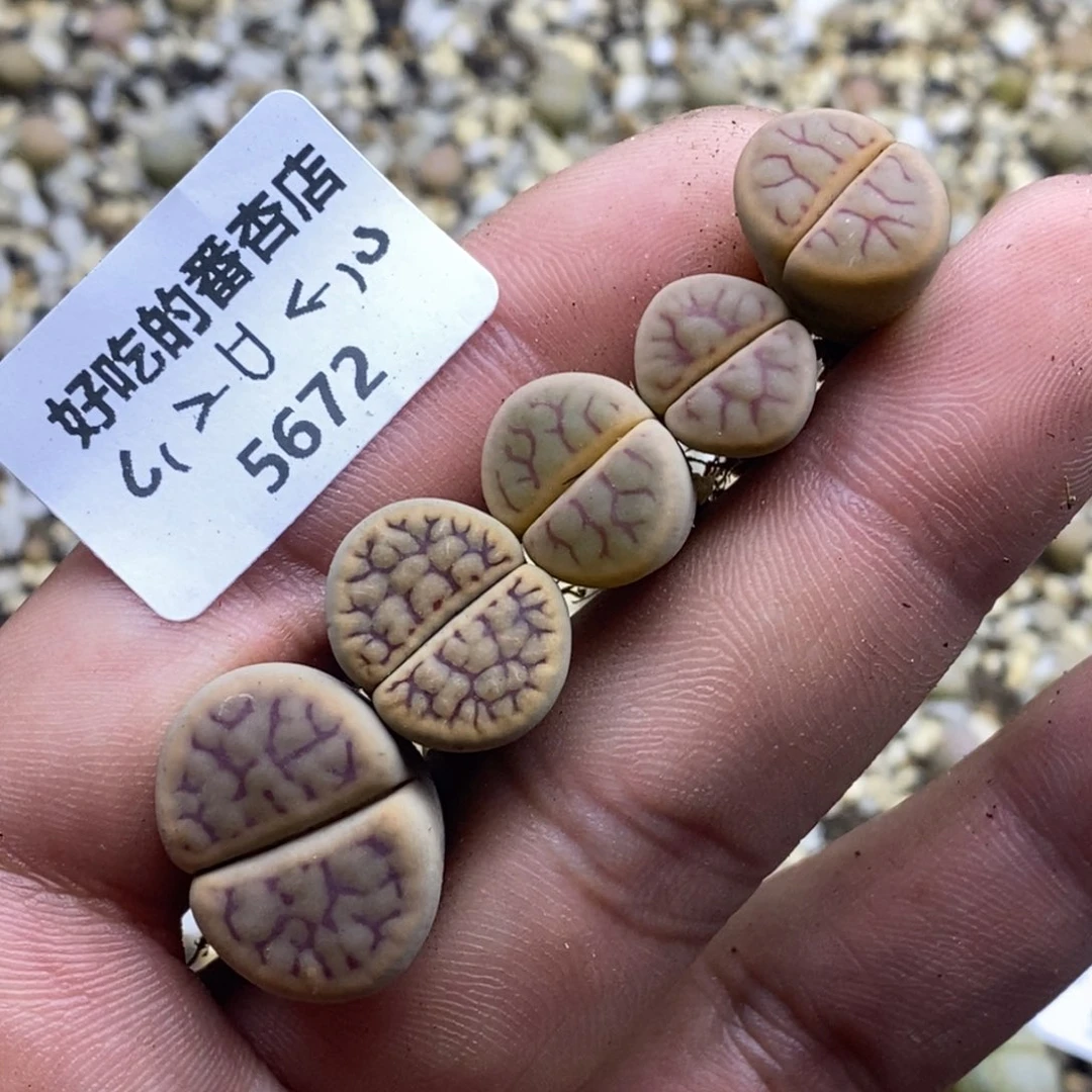 落***笨5672。18包邮.当天凑哦。新疆西藏88包邮