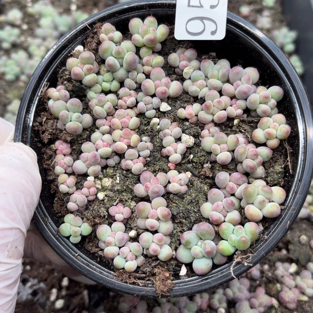 多肉植物溏心珍妮小苗958