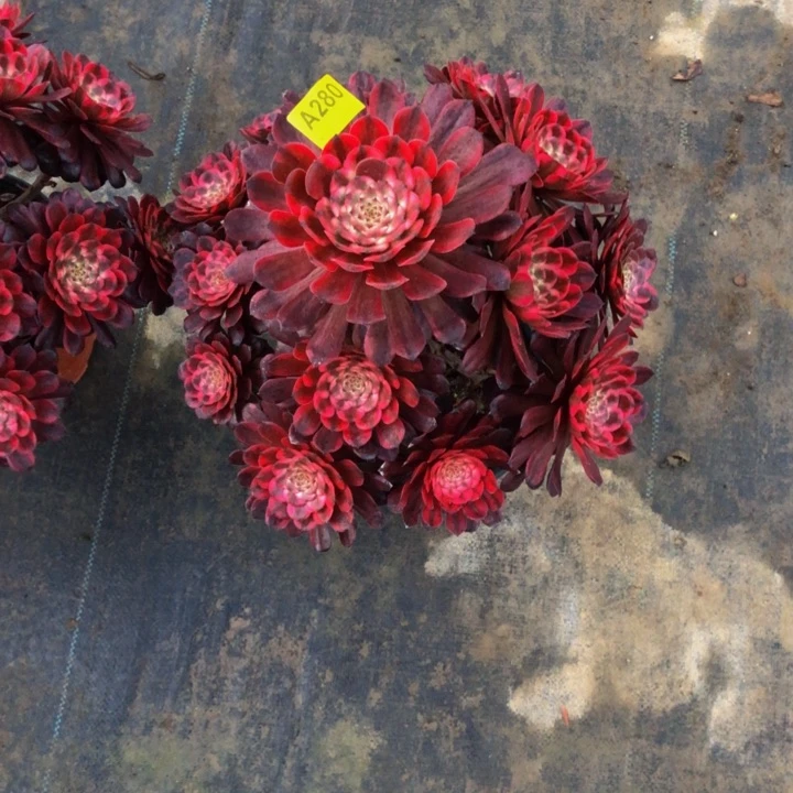 曾红金钢多肉280000000000