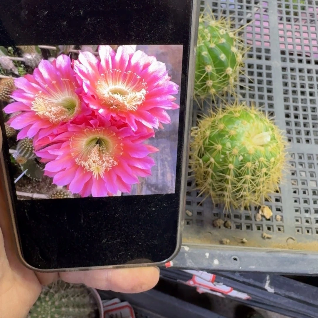 360毛花柱飞碟歪无根侧牙4公分左右，20包邮