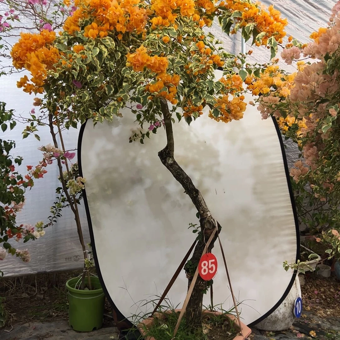 弄***依完全开放三2222222