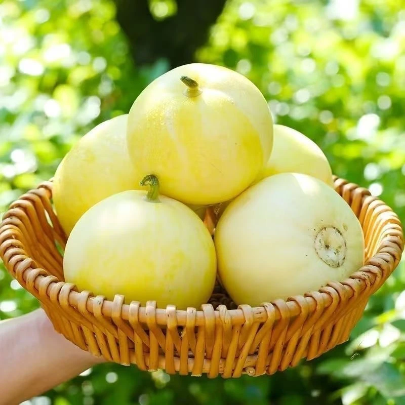 【香味浓郁】网红头茬星甜小蜜罐甜瓜 净重3.5斤4-5颗