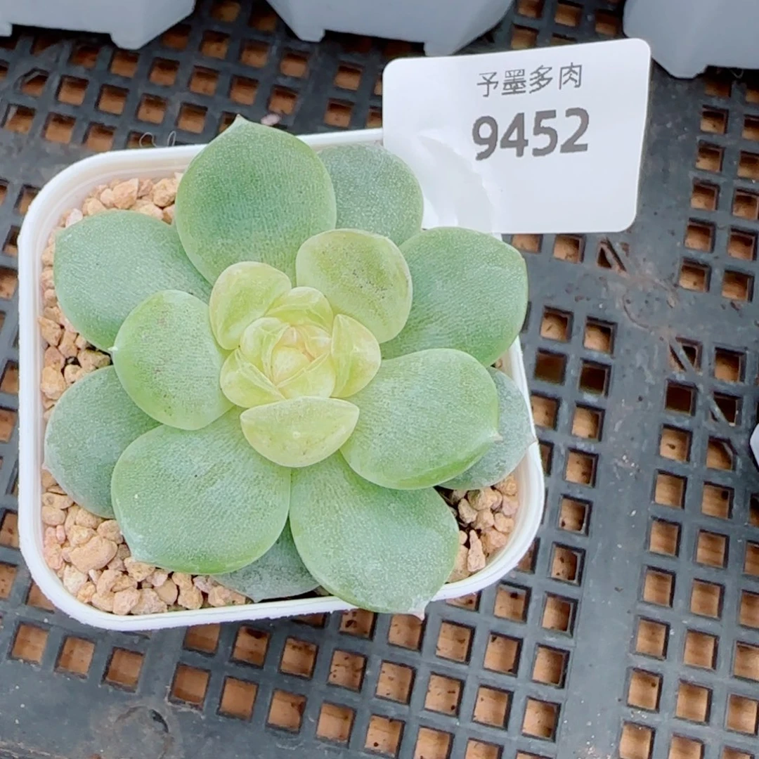 新品，9452多肉植物
