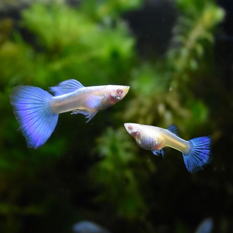 孔雀鱼小型热带鱼淡水鱼易养耐活体长2—3厘米