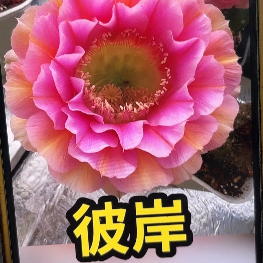 彼岸彩侧牙20包邮12