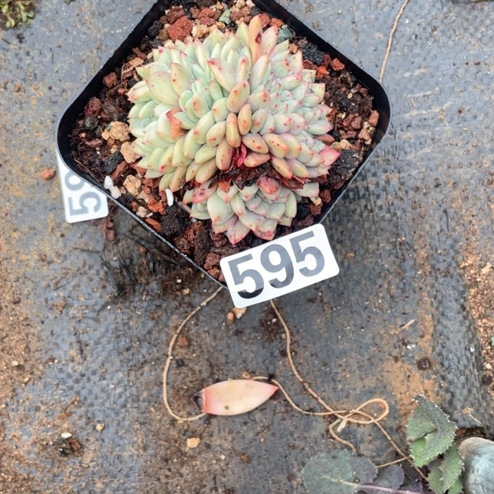 库**子多肉植物一物一拍