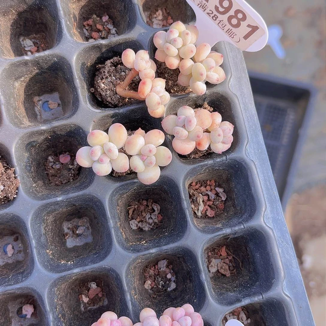 妍***A981四颗一物一拍