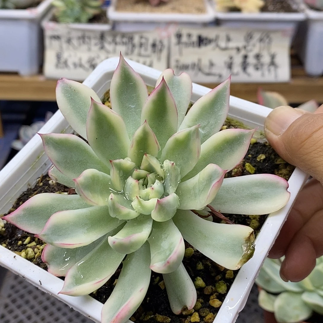 2559 新骑兵覆轮锦