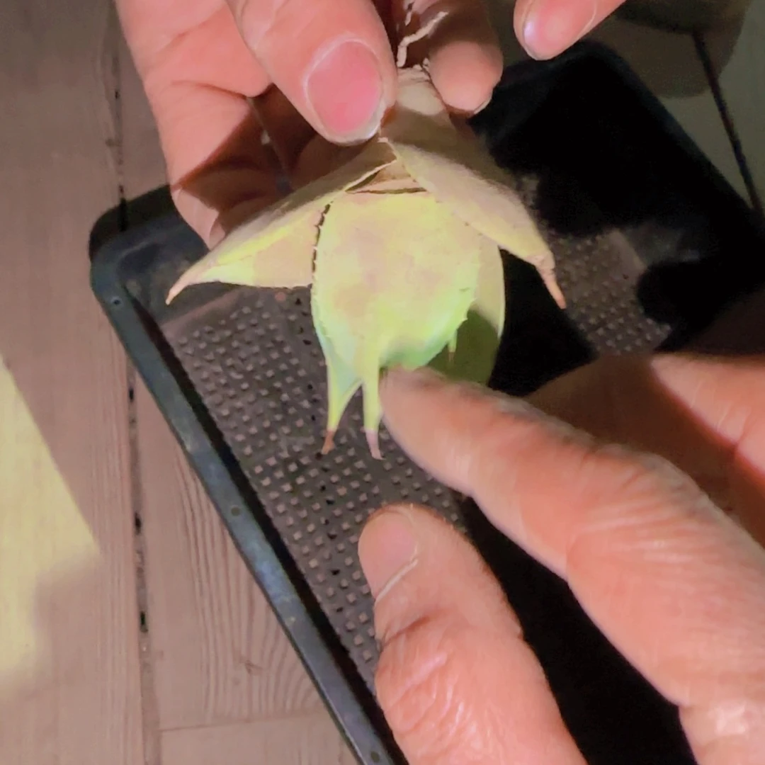 块根植物块根植物块根植物