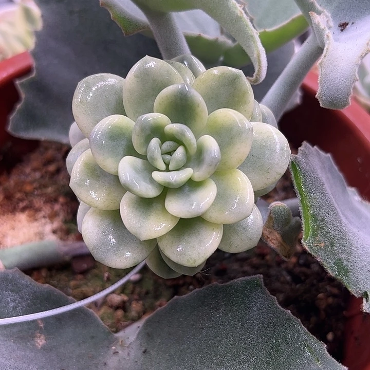 白马香水锦多肉嫁接带两侧芽