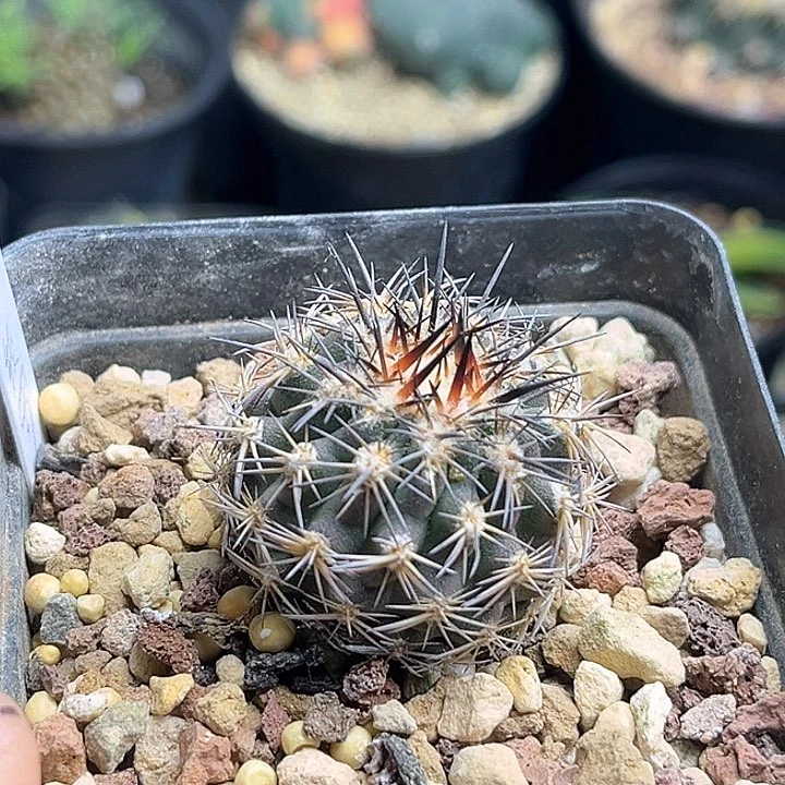 伊须罗玉实生球3公分