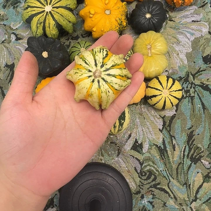 小****忙墨西哥葫芦葫芦葫芦糊涂