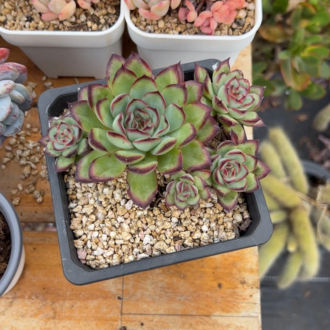 多肉肉酱玫瑰【非偏远满18包邮】