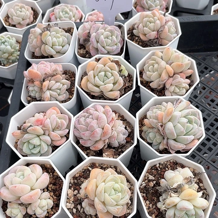 薇薇安园艺多肉009