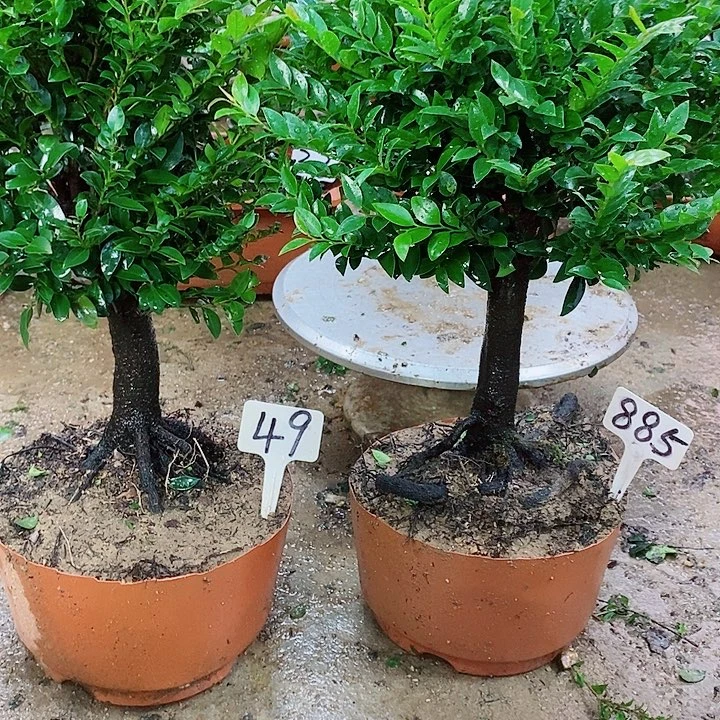 完全开放小叶紫檀