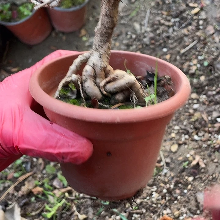 錫****无花朵38菊花菊花计划经济家