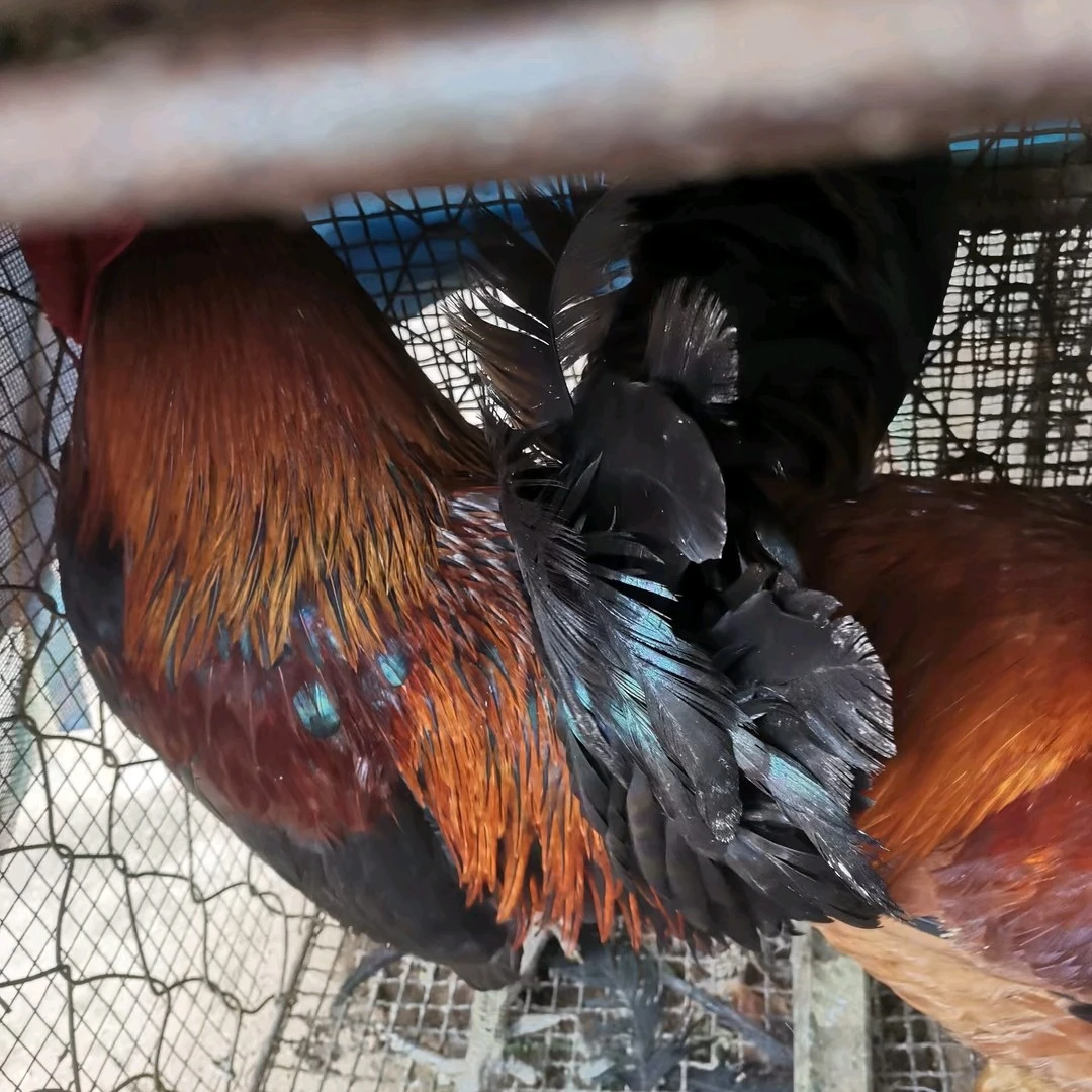 华北柴公鸡一年半龄1只