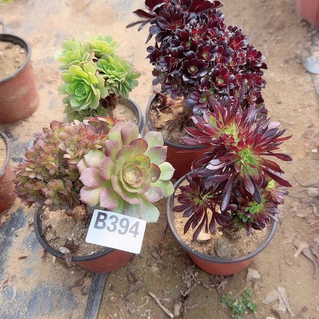 394绿缀欧紫万黑法师共4颗