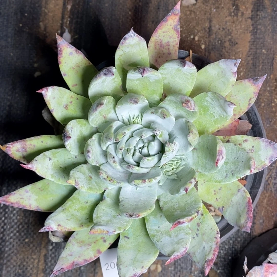 14号绿雪山福利啦啦