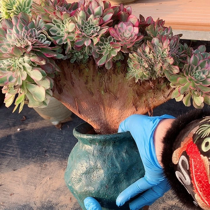 黑***使万白朵朵脱土发货