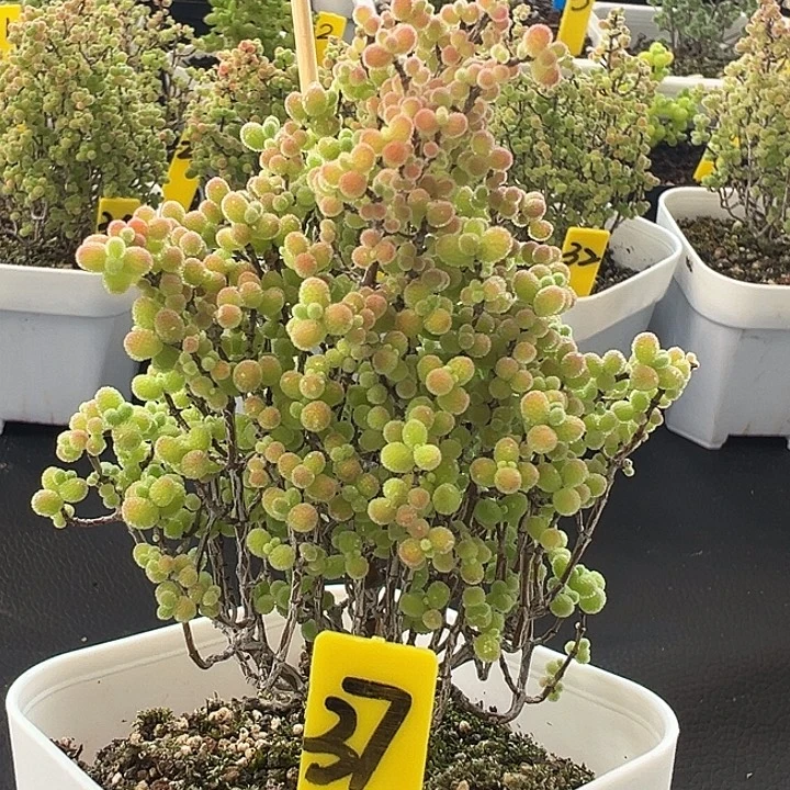 37号彩色蜜橘7厘米盆
