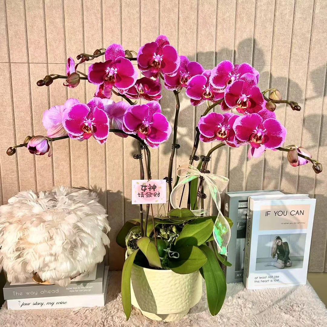 花掌柜  晶彩 蝴蝶兰 粉紫色花型 室内精品观赏 真花