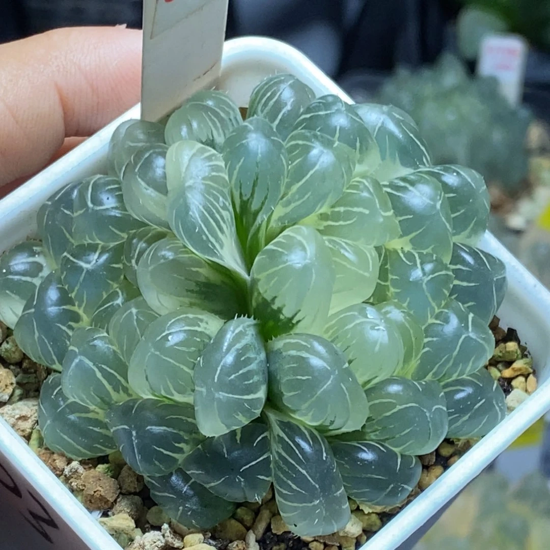 691号实生玉露锦带盆糊斑