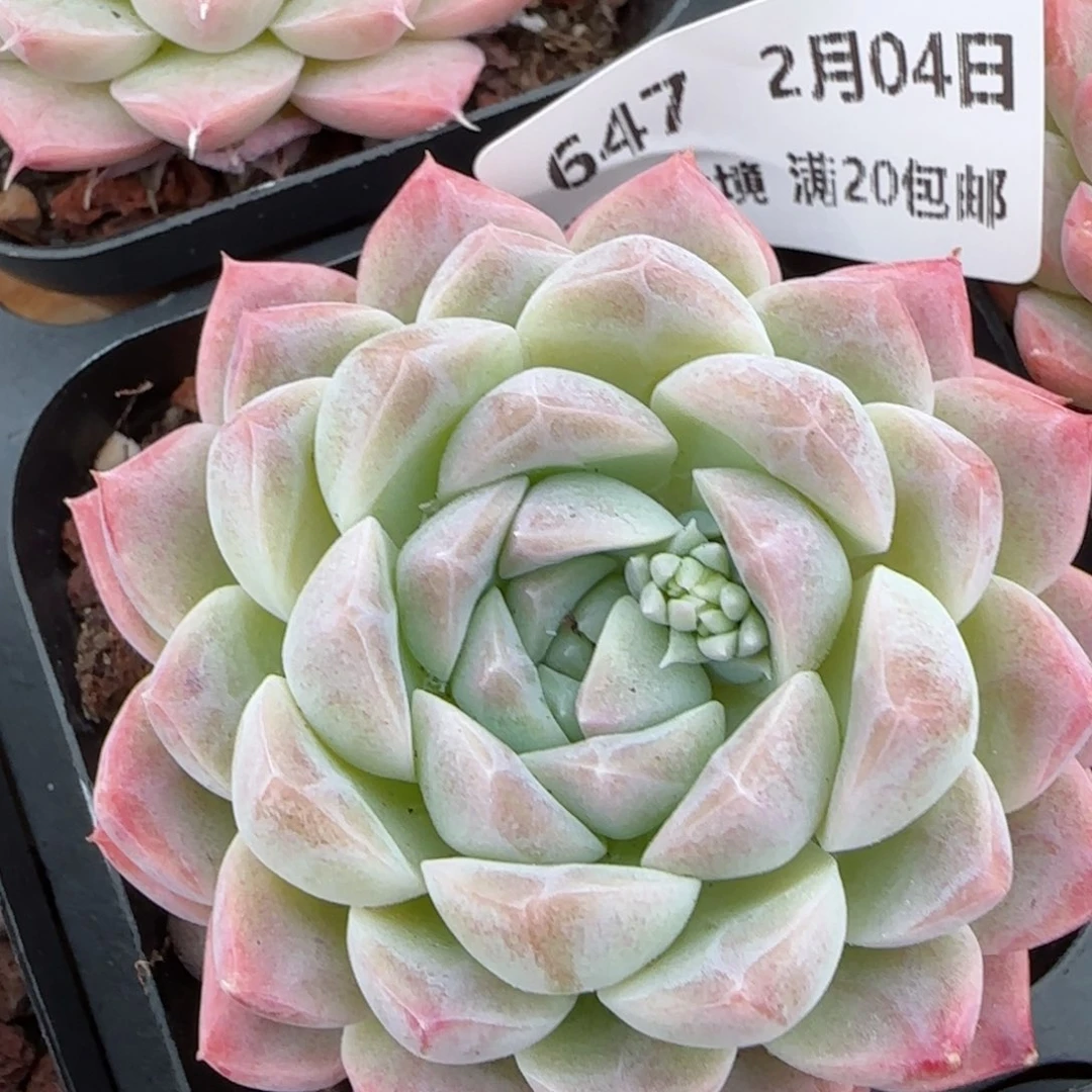 花语逸镜0204-647