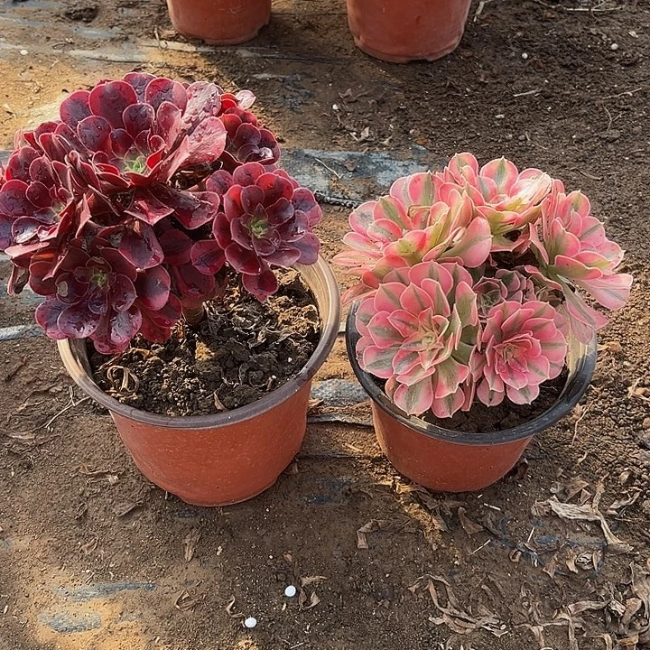 粉女巫➕美杜莎两颗组合脱土发货