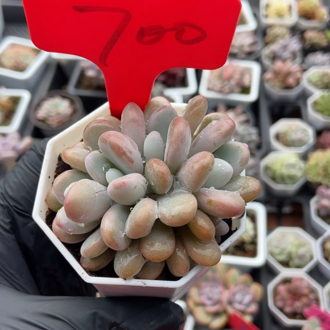 700粉兔多肉植物多肉