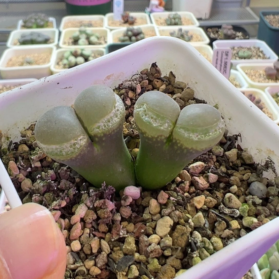 太***的专拍专拍 肉锥植物