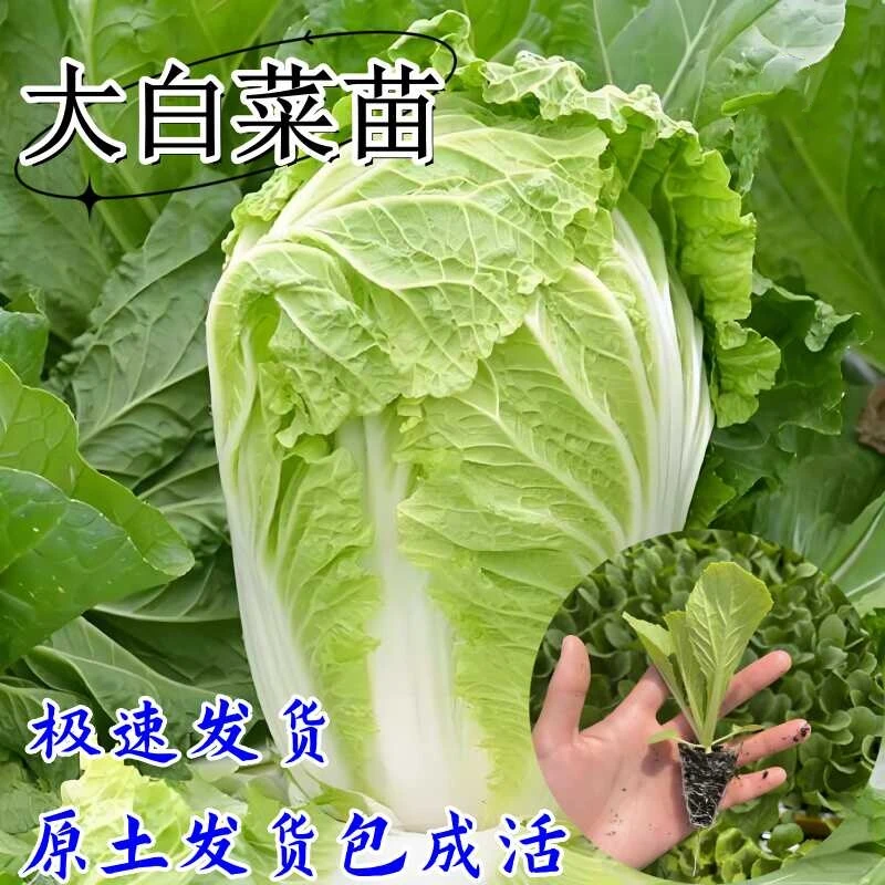 白菜苗高产黄心大白菜苗包心菜绿甘蓝苗西蓝花菜芹菜蔬菜秧苗种子