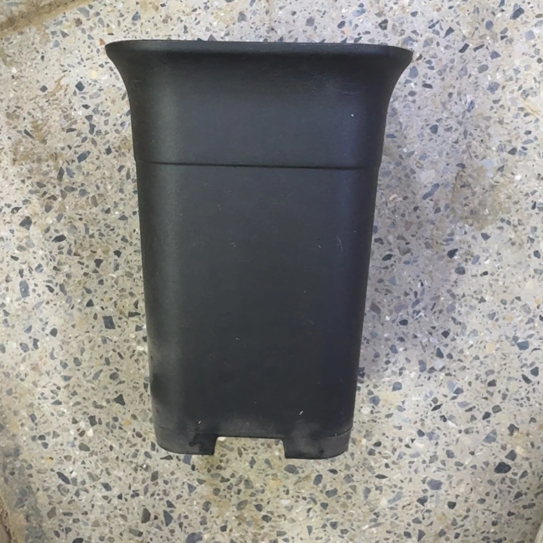 小黑万象盆5个口径10无托盘，20包邮