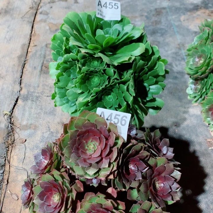 绿玫瑰455加红魔玫瑰456