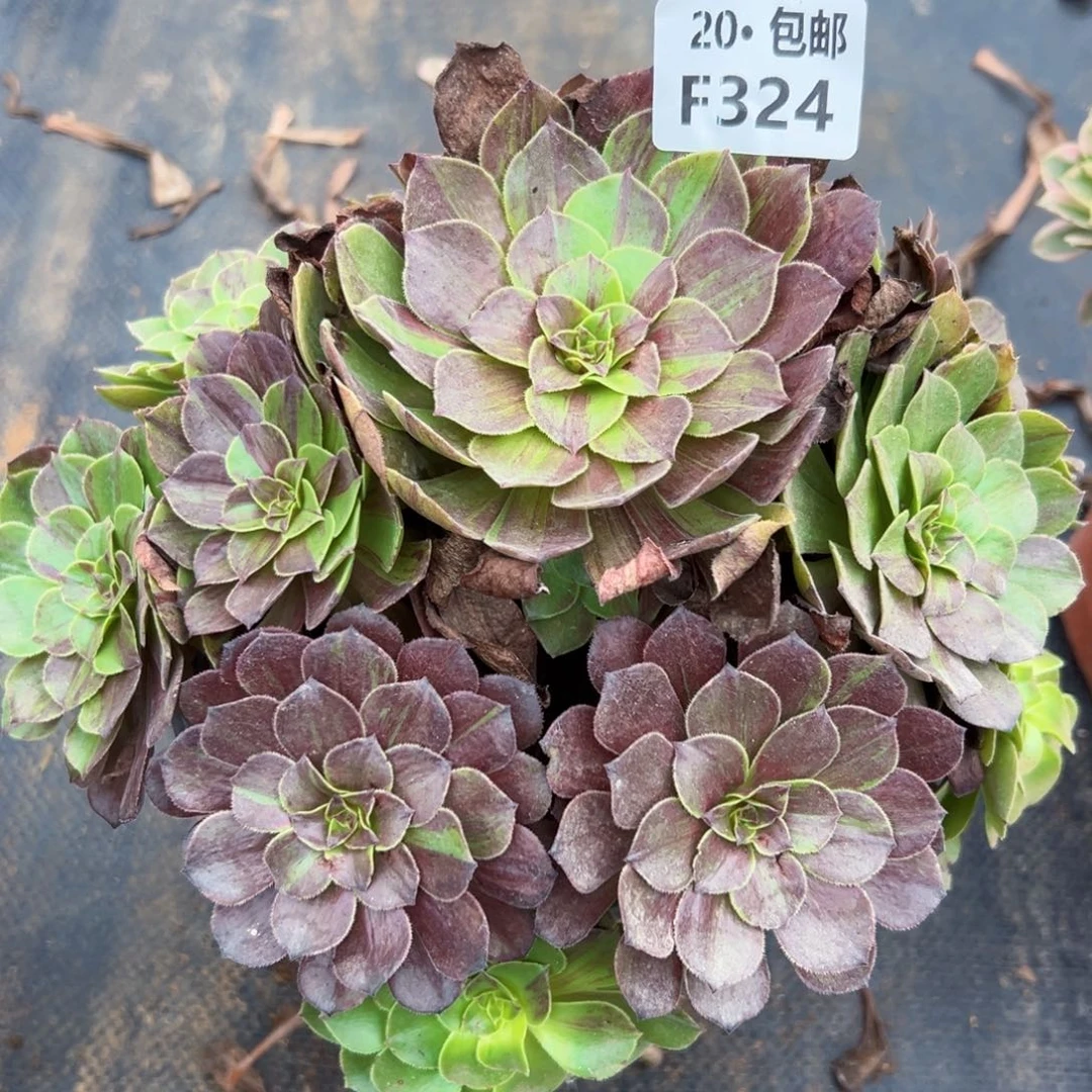 324花月夜，多肉法师