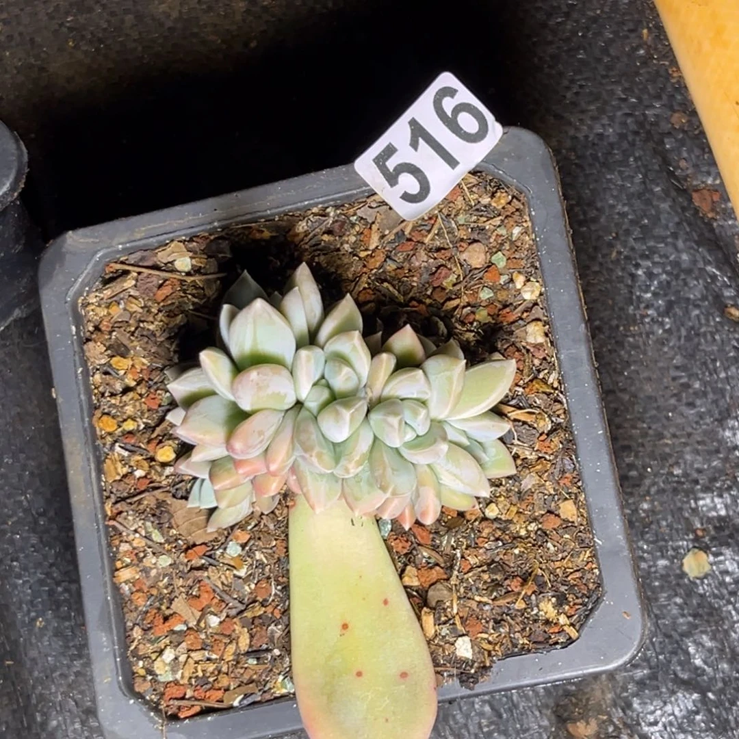 多肉植物七彩三色美人516