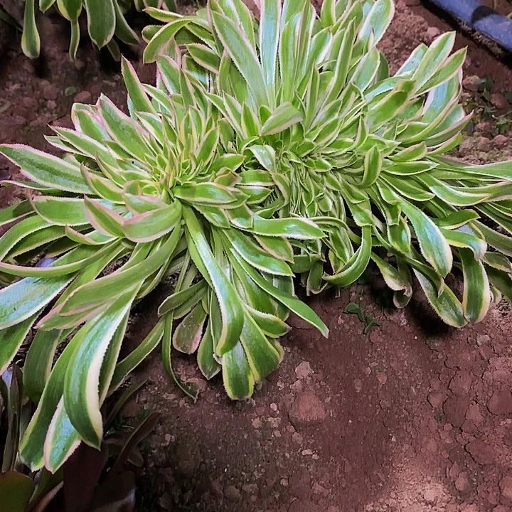 夕颜缀多肉植物法师