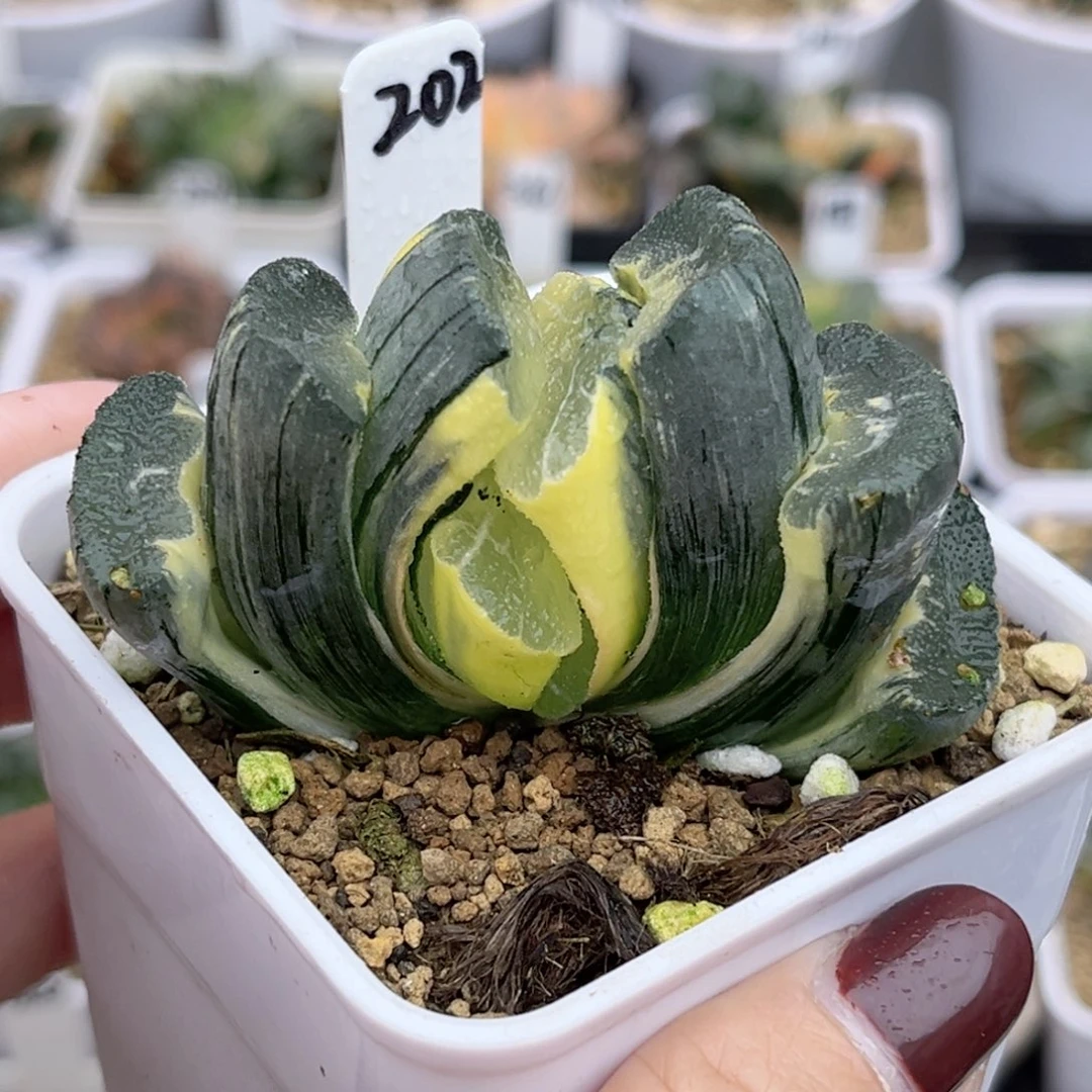 202糊斑大绳玉扇锦福利专场